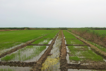 Biocide field trial on rice